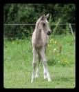 FOAL TRES GROSSE QUALITE - POUR DRESSAGE