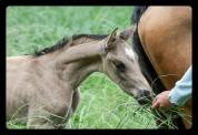 FOAL TRES GROSSE QUALITE - POUR DRESSAGE