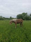 Gelding Comtois For sale 2022 Chesnut