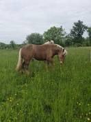Gelding Comtois For sale 2022 Chesnut