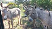 Ane de Provence