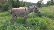 Ane de Provence