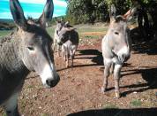 Ane de Provence