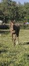 Poulain sf 1 an 