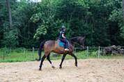 Kansas – Superbe hongre Oldenbourg de 9 ans