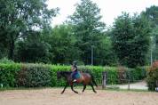 Kansas – Superbe hongre Oldenbourg de 9 ans