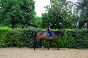 Kansas – Superbe hongre Oldenbourg de 9 ans