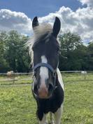PONETTE PIE