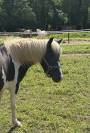 PONETTE PIE