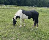 PONETTE PIE