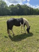PONETTE PIE