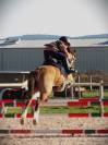 Ponette de sport 7 ans taille C welsh part bred