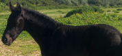 Colt Friesian For sale 2025 Black
