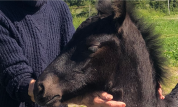 Colt Friesian For sale 2025 Black