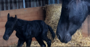 Colt Friesian For sale 2025 Black