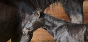 Colt Friesian For sale 2025 Black