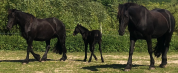 Colt Friesian For sale 2025 Black