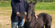 Colt Friesian For sale 2025 Black