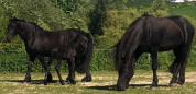 Colt Friesian For sale 2025 Black
