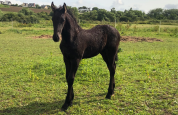 Poulain frison PP