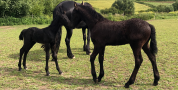 Poulain frison PP