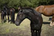 Poulain frison PP MAURUS 441 X RINDERT 406