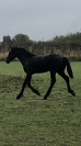 Veulen (ml) Fries Te koop 2025 Zwart ,  Maurus 441,Stb sport