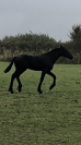 Veulen (ml) Fries Te koop 2025 Zwart ,  Maurus 441,Stb sport