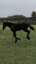 Veulen (ml) Fries Te koop 2025 Zwart ,  Maurus 441,Stb sport