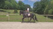Pure race espagnole noir
