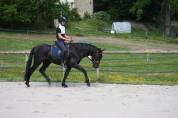 Pure race espagnole noir