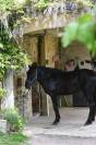 Pure race espagnole noir