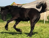 Potranca Frisón En venta 2024 Negro por Epke 474, Sport Elite AAA