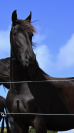 Pouliche frison PP EPKE 474 X AAN 416