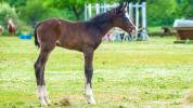 Pouliche Appaloosa PP (2025)