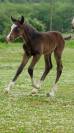 Pouliche Appaloosa PP (2025)