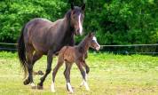 Pouliche Appaloosa PP (2025)