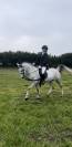 Pony dressage