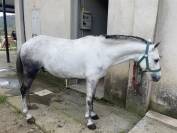 Pony dressage
