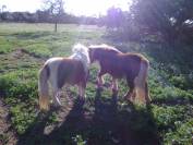 2 PONIS /HEMBRA/ EN VENTA