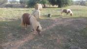 2 PONIS /HEMBRA/ EN VENTA