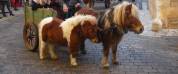 2 PONIS /HEMBRA/ EN VENTA