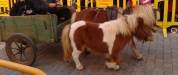 2 PONIS /HEMBRA/ EN VENTA