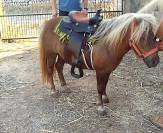 2 PONIS /HEMBRA/ EN VENTA
