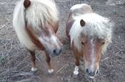 2 PONIS /HEMBRA/ EN VENTA