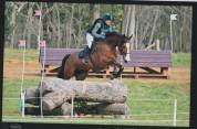 Hongre 10 ans pour CCE, CSO, hunter, tres bon mental