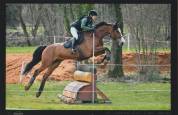 Hongre 10 ans pour CCE, CSO, hunter, tres bon mental