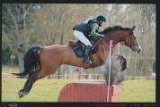Hongre 10 ans pour CCE, CSO, hunter, tres bon mental
