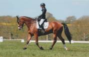 Hongre 10 ans pour CCE, CSO, hunter, tres bon mental