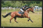 Hongre 10 ans pour CCE, CSO, hunter, tres bon mental